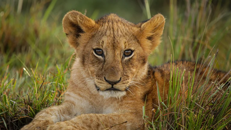 EvolviaSafariHolidays-Img-52