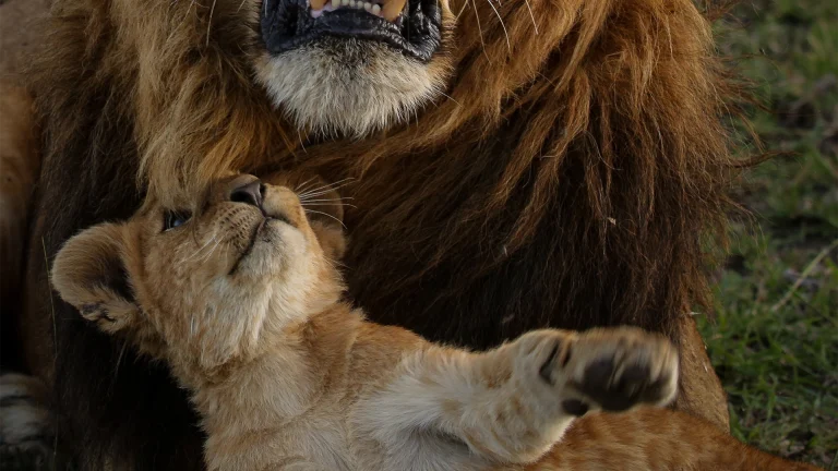 EvolviaSafariHolidays-Img-54