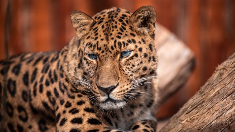 EvolviaSafariHolidays-Img-62