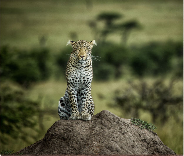 Screenshot 2026-02-10 at 09.00.10